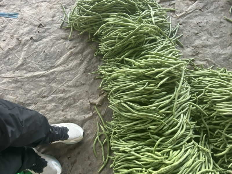精品无丝豆已大量有货，电商供货，基地直发。