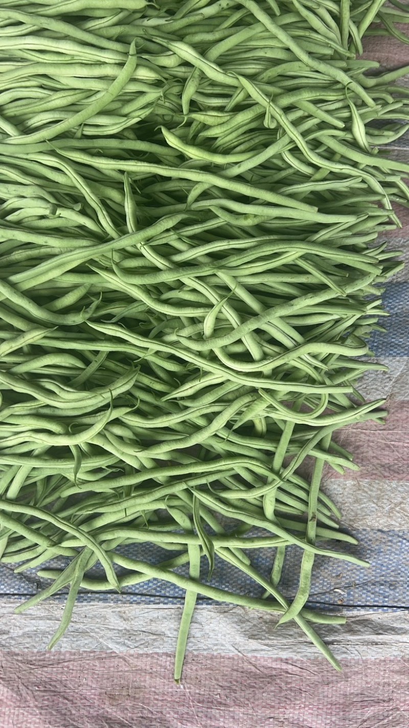 精品无丝豆已大量有货，电商供货，基地直发。