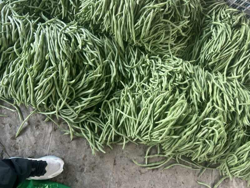 精品无丝豆已大量有货，电商供货，基地直发。
