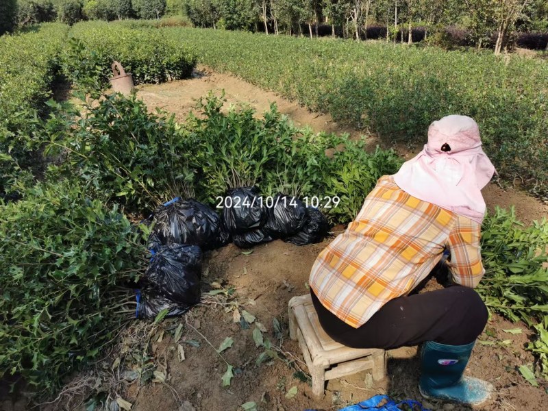 有刺枸骨树苗老鼠刺八角刺狗骨球耐寒绿植盆栽四季野生树桩盆景