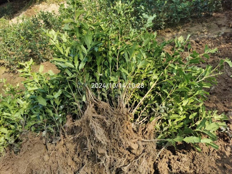 有刺枸骨树苗老鼠刺八角刺狗骨球耐寒绿植盆栽四季野生树桩盆景