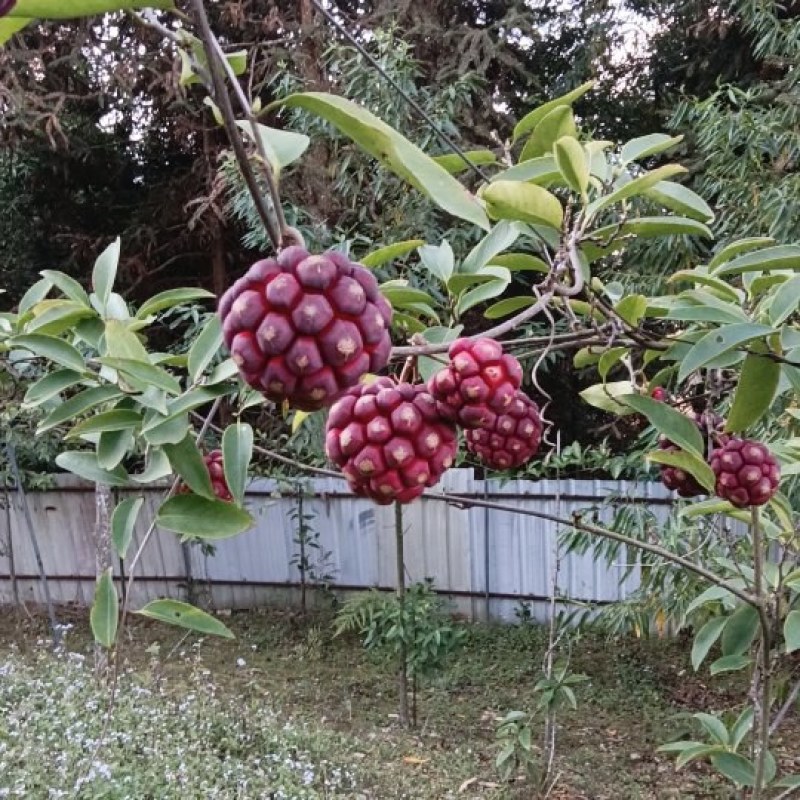 布福娜