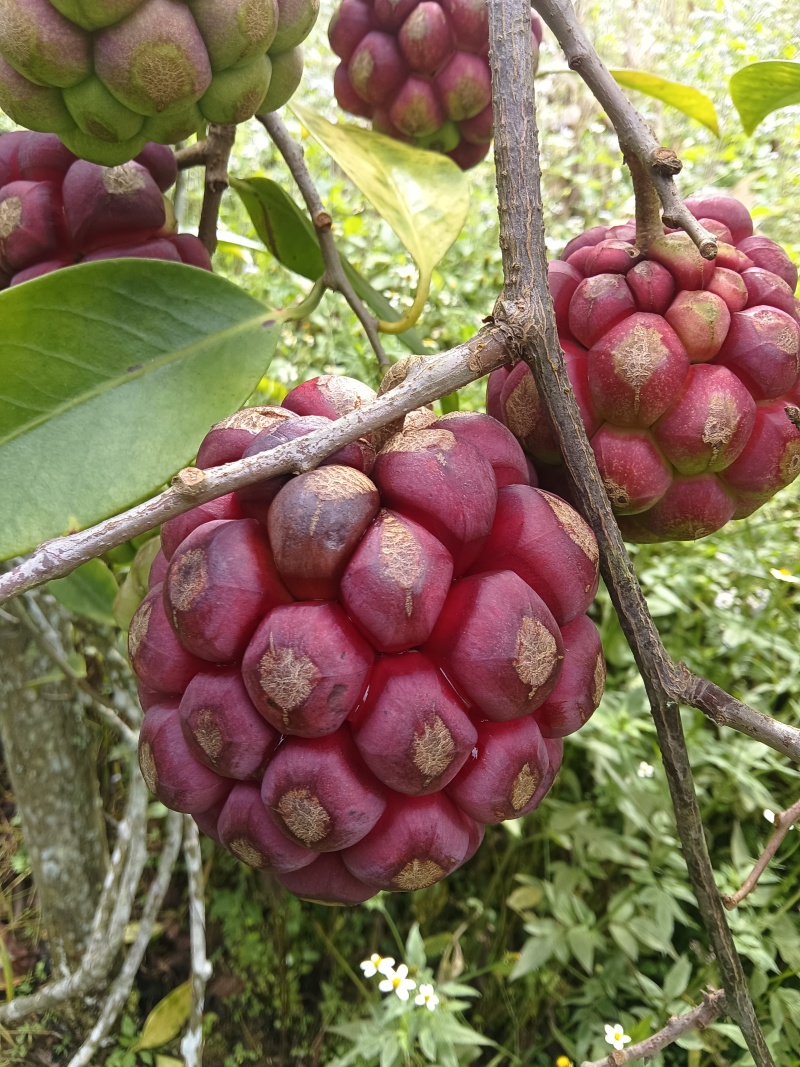 布福娜