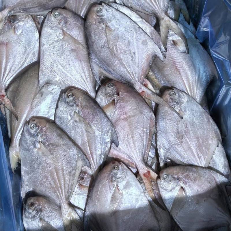 高品质化冰鲜鲳鱼