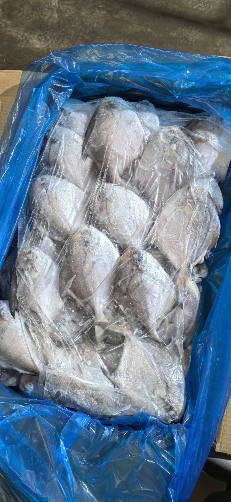 高品质化冰鲜鲳鱼