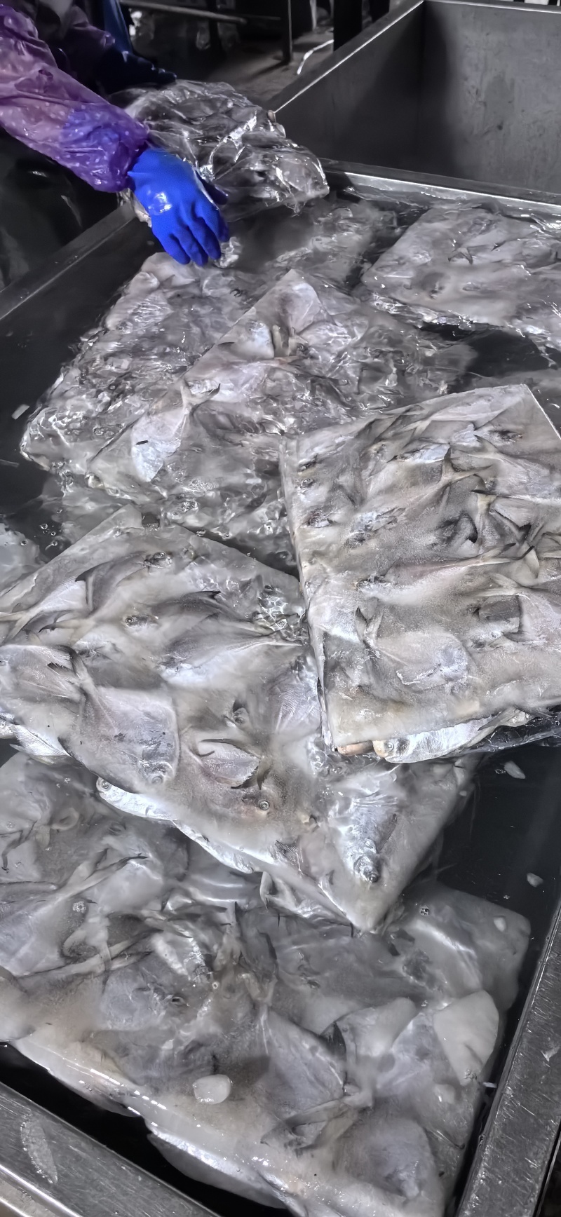 高品质化冰鲜鲳鱼