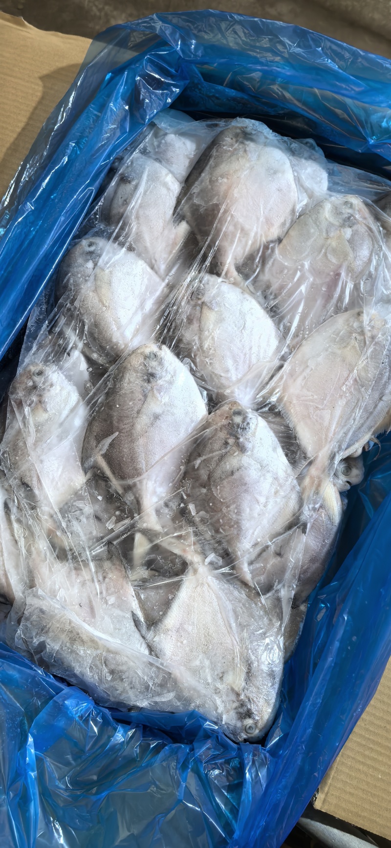 高品质化冰鲜鲳鱼