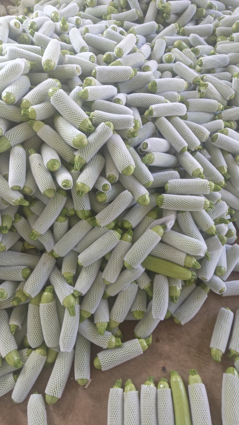 云南高原绿皮西葫芦，颜色绿，条形好，量大，