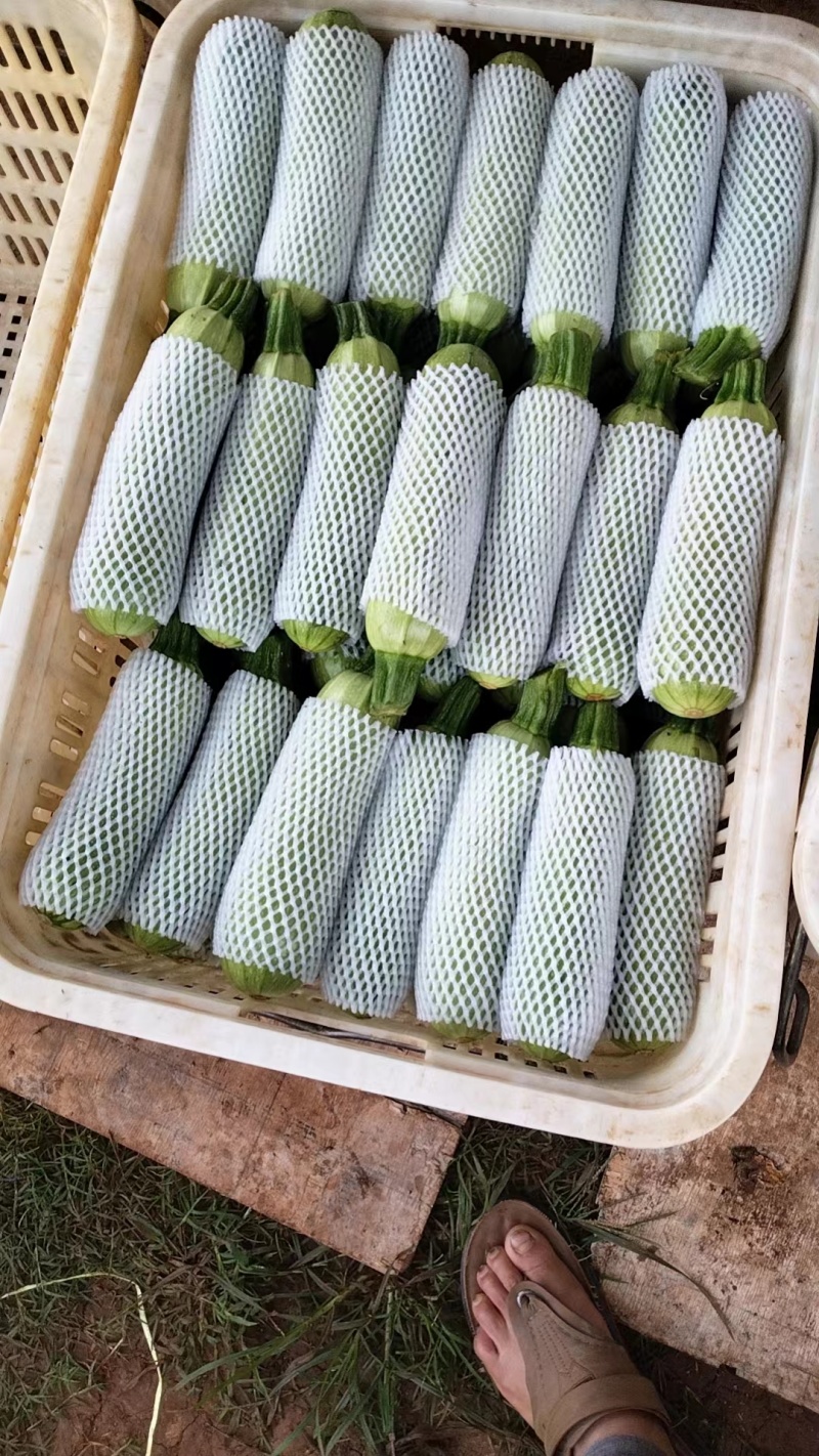 云南高原绿皮西葫芦，颜色绿，条形好，量大，