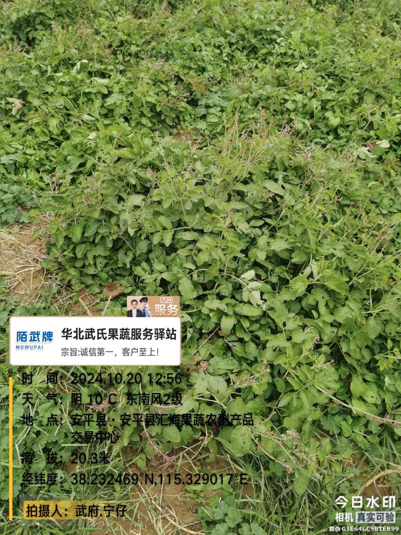 宁号:01万亩丹参基地供应{武氏专属}！