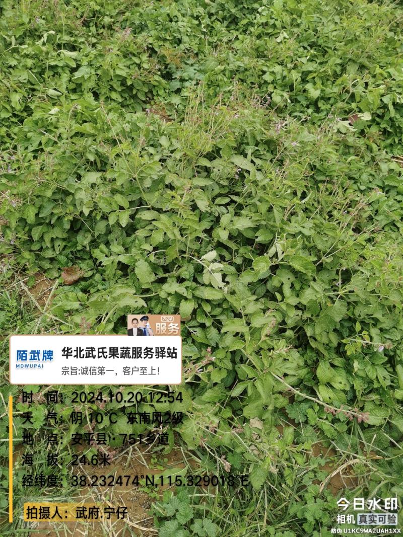 宁号:01万亩丹参基地供应{武氏专属}！