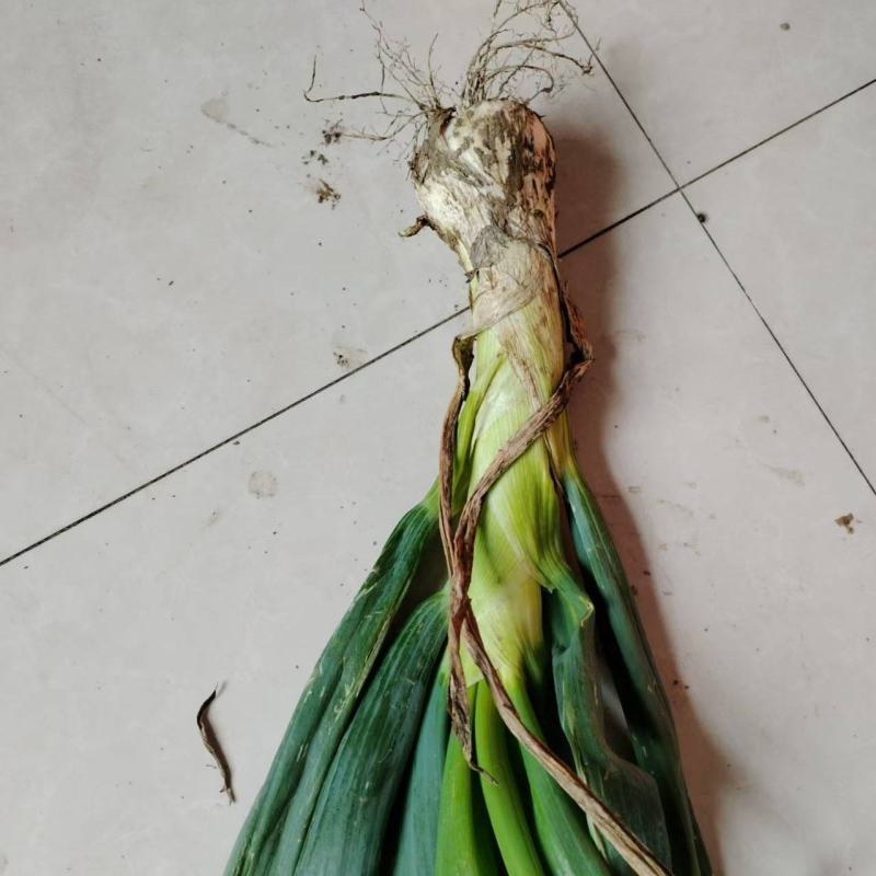 自家种植鸡腿大葱，有现货，0.8元一斤