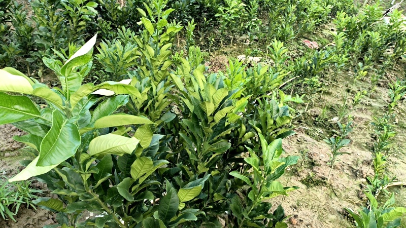 正品化州基地直供橘红苗，优质品种，品质保证，20棵起售