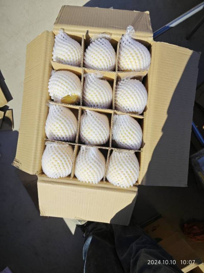 新鲜山西平遥贡梨，甜脆多汁，当季直供，**特惠！