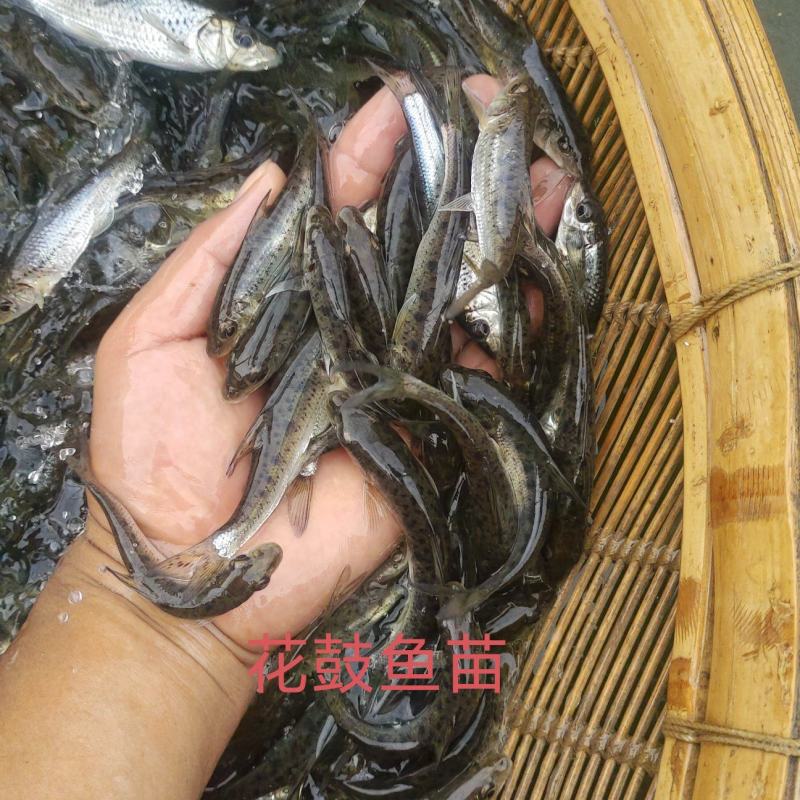 花骨鱼苗又名土凤鱼。肉质鲜美。耐低温。#花䱻鱼#花骨鱼