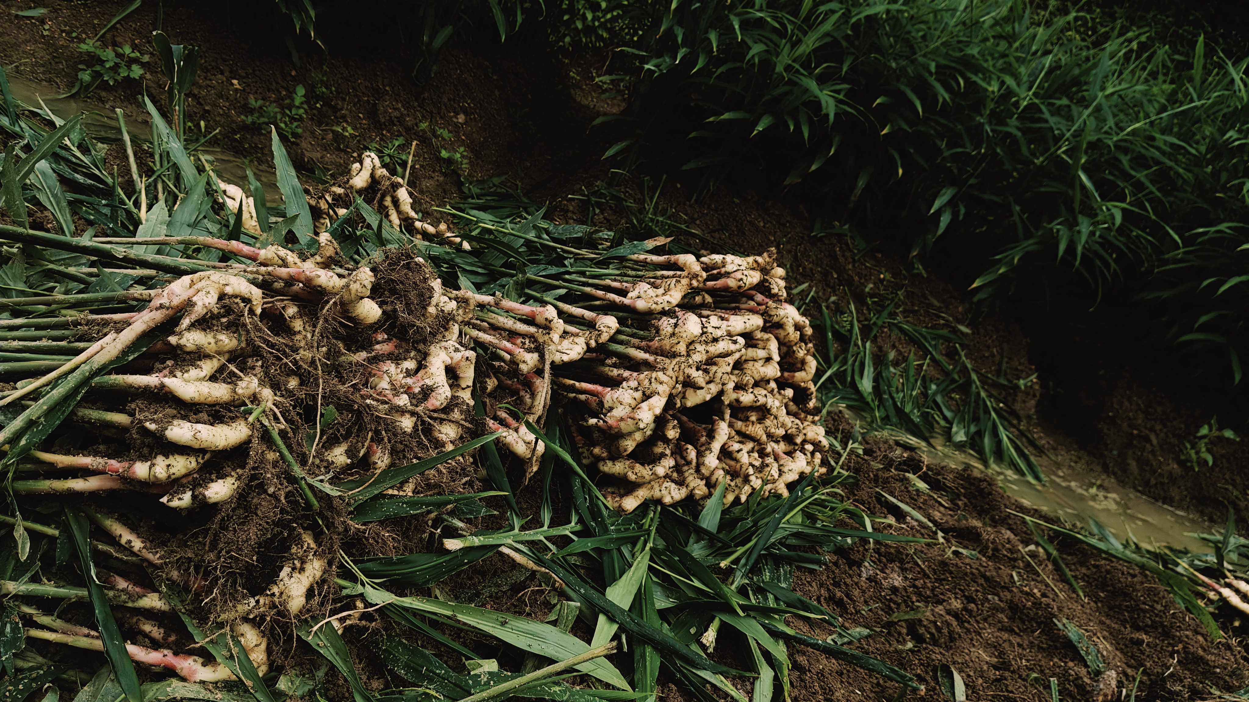新鲜出土的子姜(颜色偏浅、表皮光滑、质地柔嫩)与老姜(颜色深黄、表皮粗糙、块大纤维明显)并列摆放,背景为木质砧板,旁边有绿色姜叶作为装饰 子姜与老姜对比图