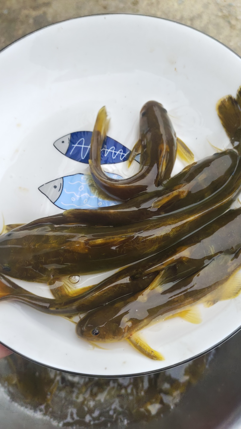 花骨鱼苗又名土凤鱼。肉质鲜美。耐低温。#花䱻鱼#花骨鱼