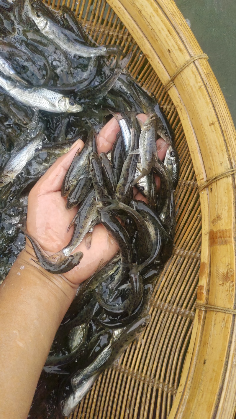 花骨鱼苗又名土凤鱼。肉质鲜美。耐低温。#花䱻鱼#花骨鱼