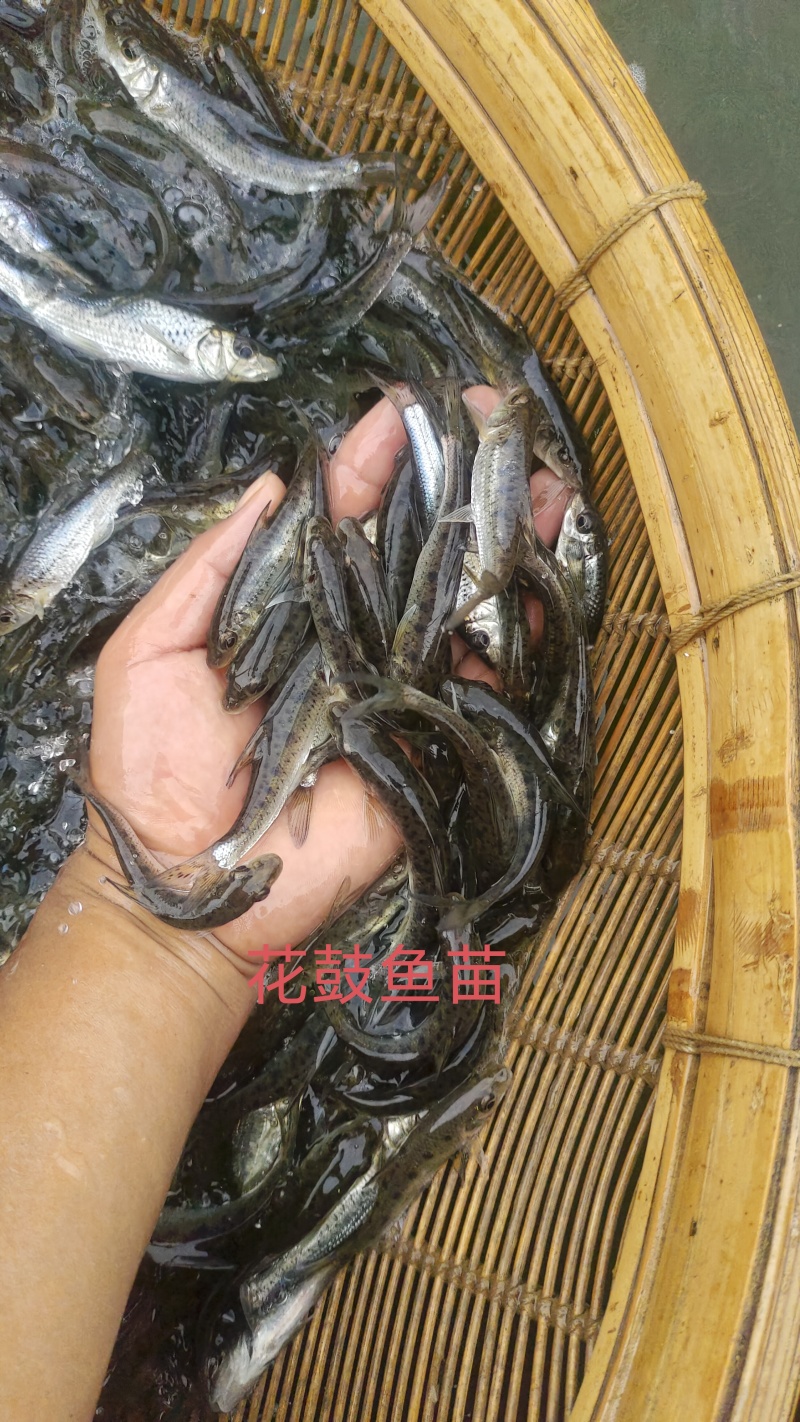 花骨鱼苗又名土凤鱼。肉质鲜美。耐低温。#花䱻鱼#花骨鱼