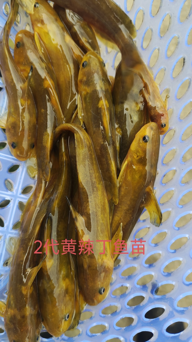 花骨鱼苗又名土凤鱼。肉质鲜美。耐低温。#花䱻鱼#花骨鱼