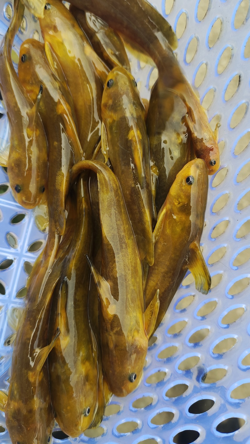 花骨鱼苗又名土凤鱼。肉质鲜美。耐低温。#花䱻鱼#花骨鱼