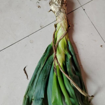新鲜河北大葱，当地产地直供，品质保证