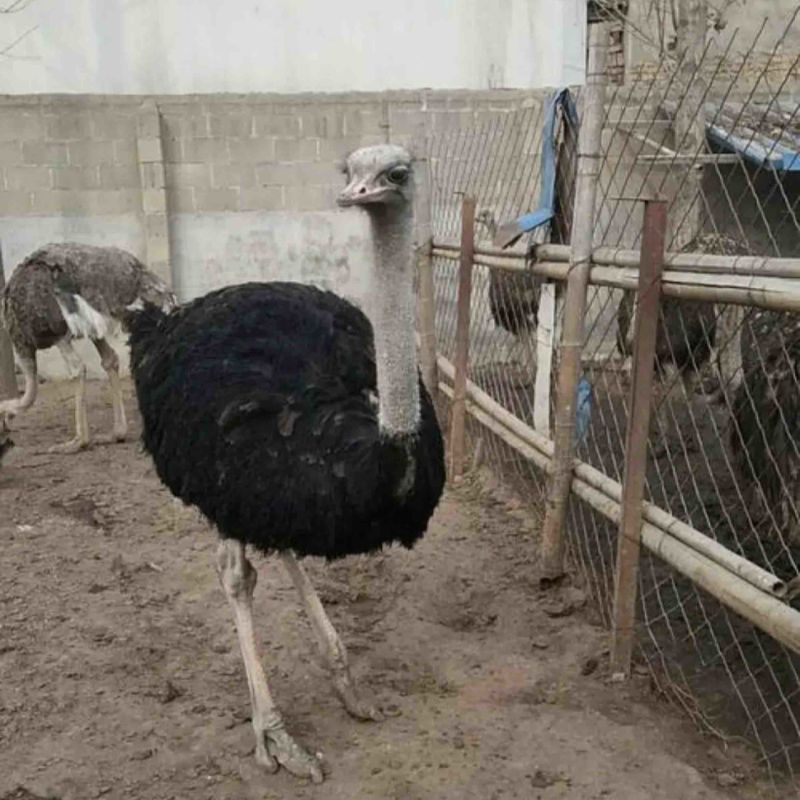 山东通利达养殖场观赏繁殖可食用全国专车发货致电可视频