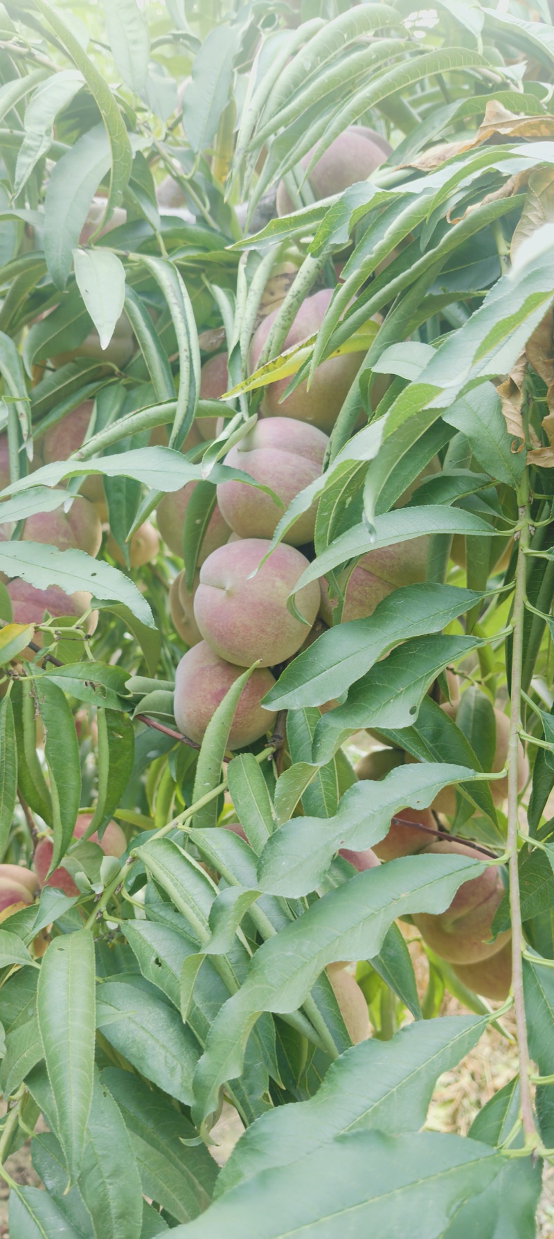 蜜桃