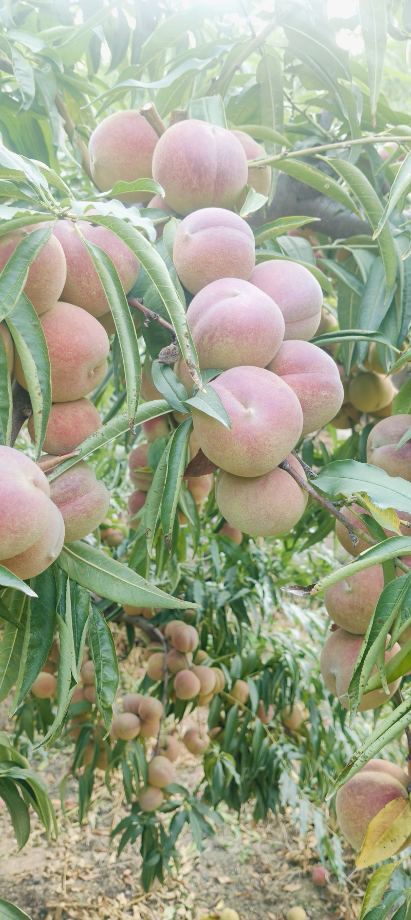蜜桃