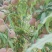 蜜桃