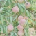 蜜桃