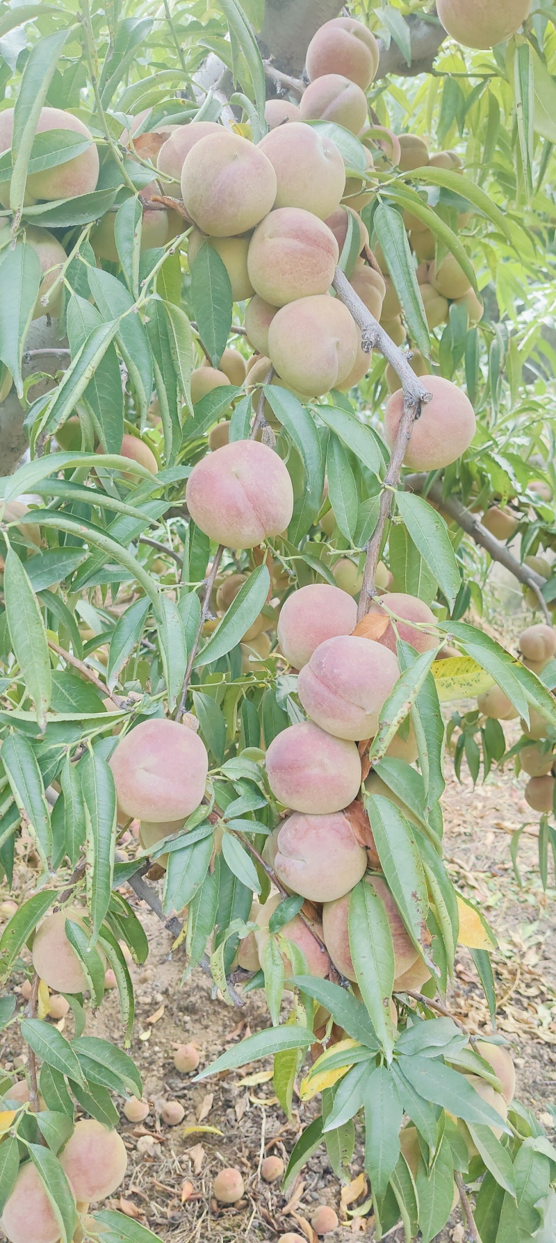 蜜桃