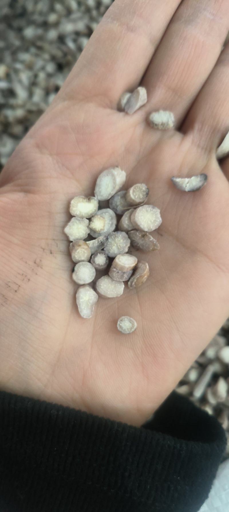 中药材白芍片一手货源4-8小片有大货