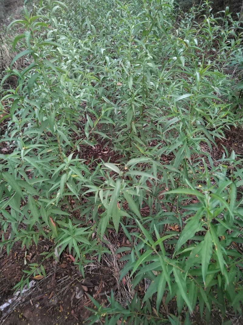 毛桃苗
