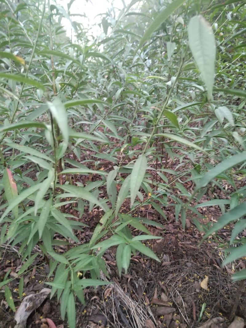 毛桃苗