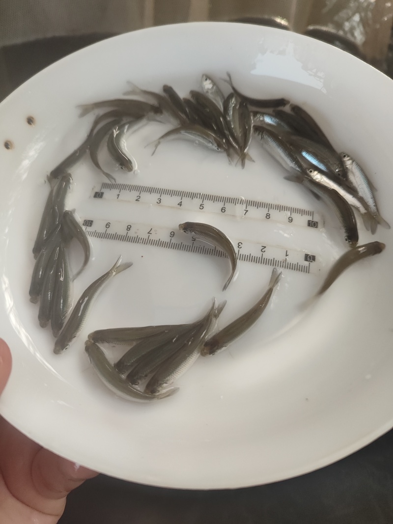 优质赤眼鳟鱼苗，红眼鳟鱼苗，鱼生首先鱼，刺身鱼