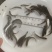 优质赤眼鳟鱼苗，红眼鳟鱼苗，鱼生首先鱼，刺身鱼