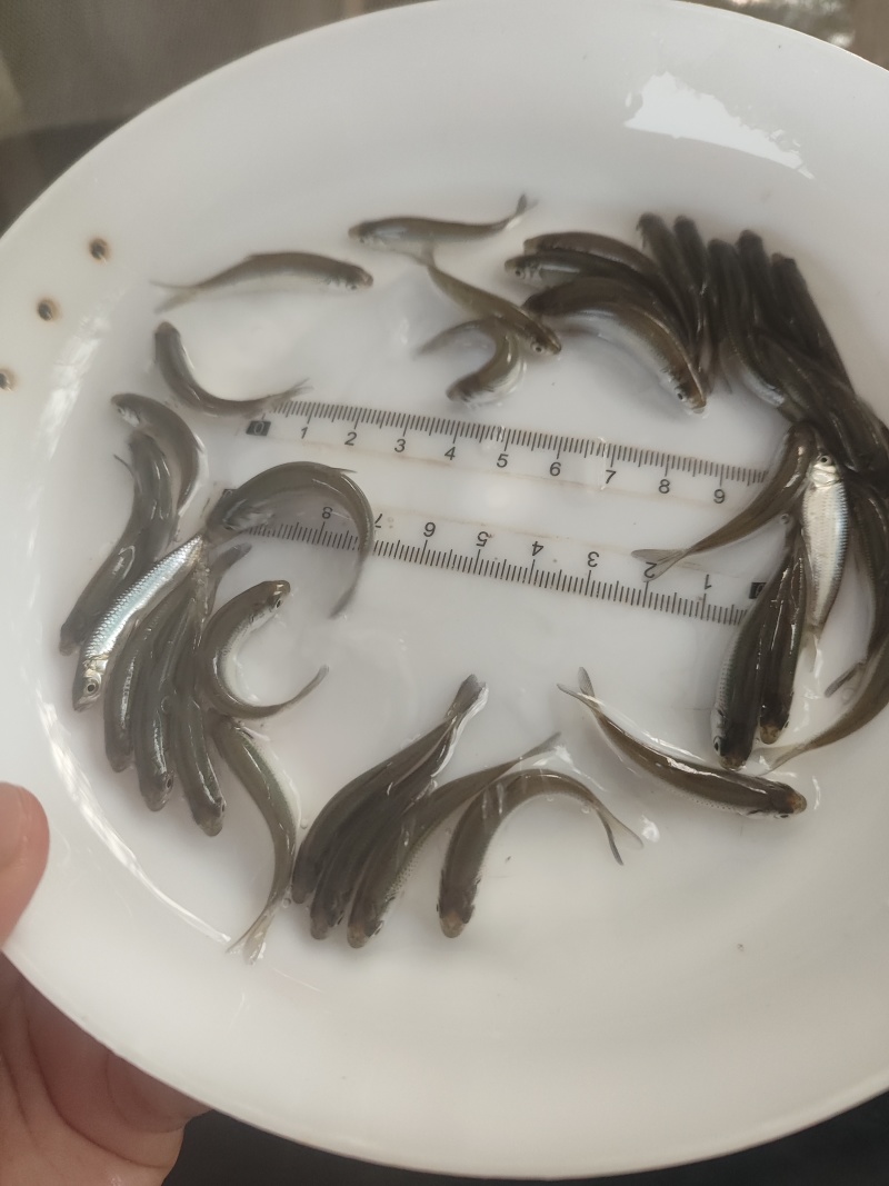优质赤眼鳟鱼苗，红眼鳟鱼苗，鱼生首先鱼，刺身鱼