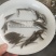 优质赤眼鳟鱼苗，红眼鳟鱼苗，鱼生首先鱼，刺身鱼
