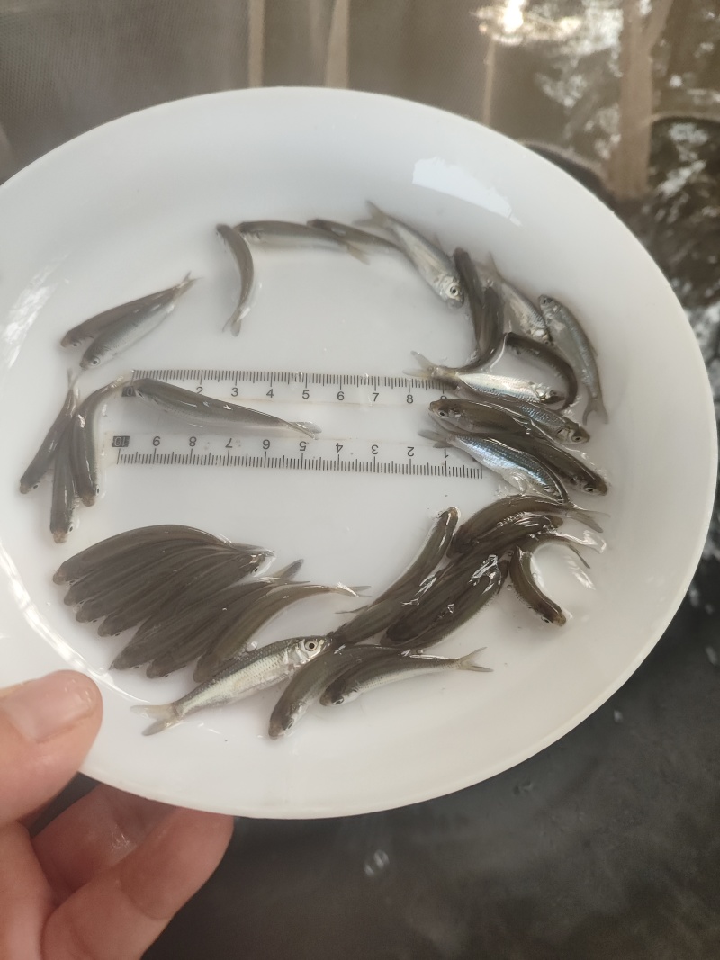 优质赤眼鳟鱼苗，红眼鳟鱼苗，鱼生首先鱼，刺身鱼