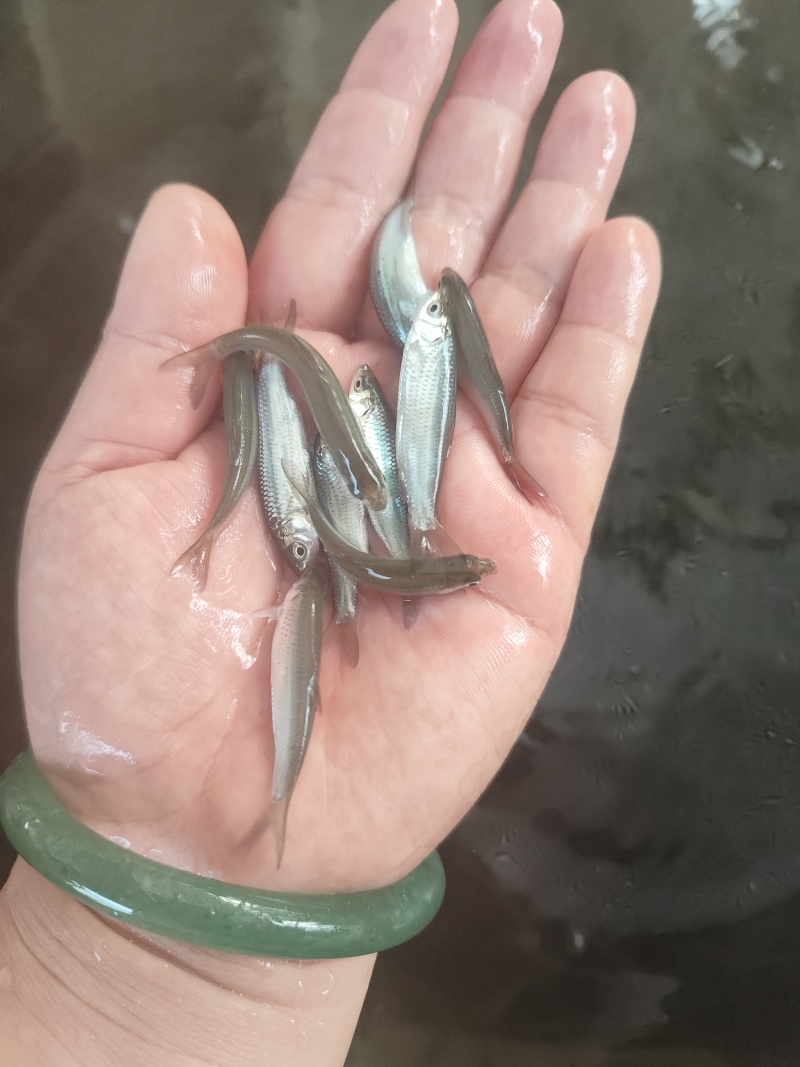 优质赤眼鳟鱼苗，红眼鳟鱼苗，鱼生首先鱼，刺身鱼