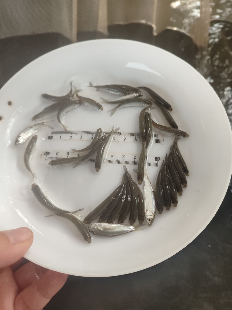 优质赤眼鳟鱼苗，红眼鳟鱼苗，鱼生首先鱼，刺身鱼