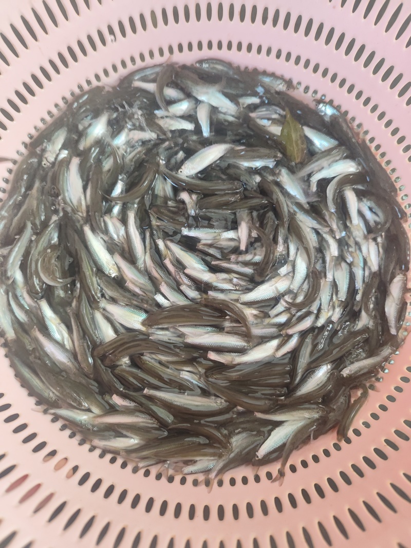 优质赤眼鳟鱼苗，红眼鳟鱼苗，鱼生首先鱼，刺身鱼