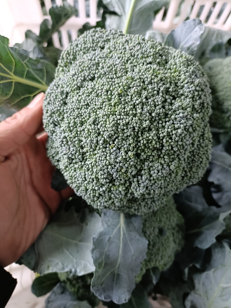 新产西兰花，大米粒小米粒都有，质量保证一手货源产地直发