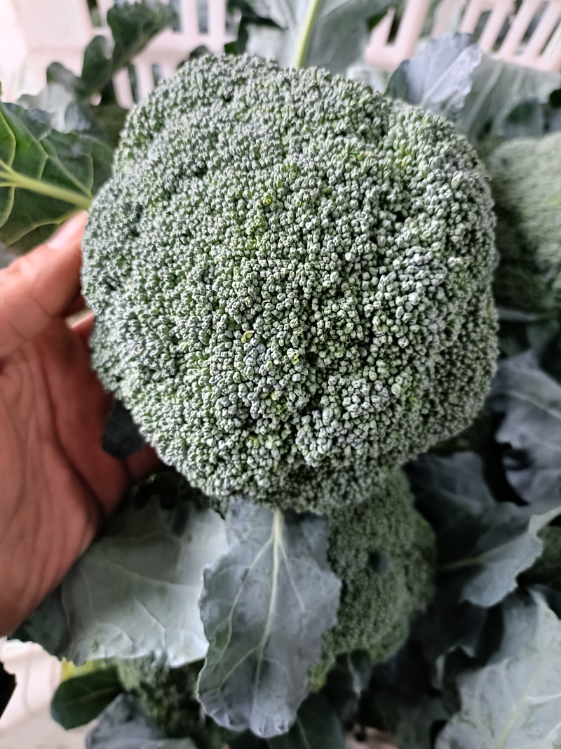 河南西兰花大量上市，西兰花小米粒，耐寒可打冷电商档口商超