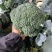 河南西兰花大量上市，西兰花小米粒，耐寒可打冷电商档口商超