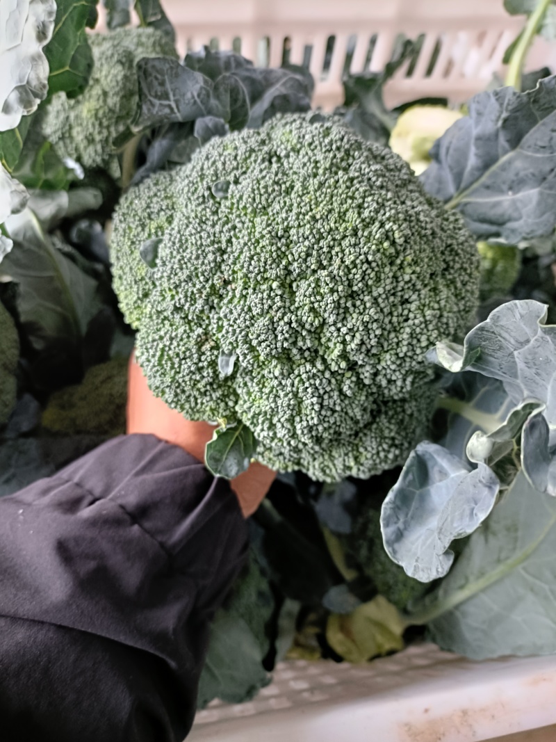 河南西兰花大量上市，西兰花小米粒，耐寒可打冷电商档口商超