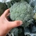 河南西兰花大量上市，西兰花小米粒，耐寒可打冷电商档口商超