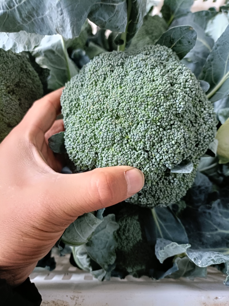 河南西兰花大量上市，西兰花小米粒，耐寒可打冷电商档口商超