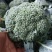河南西兰花大量上市，西兰花小米粒，耐寒可打冷电商档口商超